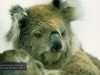 Koala im Koala Conservation Centre, Phillip Island