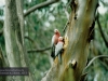 Papageien im Koala Conservation Centre, Phillip Island