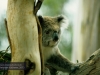 Koala im Koala Conservation Centre, Phillip Island