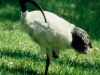 Sydney - Ibis im Chinese Garden