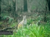 Wallaby, Blue Mountains