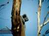 Koala Hospital, Port Macquarie 