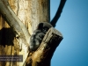 Koala Hospital, Port Macquarie 