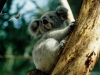 Billabong Koala Breeding Centre, Port Macquarie 