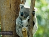 Billabong Koala Breeding Centre, Port Macquarie 