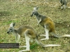 Red Kangaroo, Billabong Koala Breeding Centre, Port Macquarie 