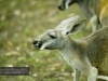 Red Kangaroo, Billabong Koala Breeding Centre, Port Macquarie 