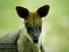 Wallaby, David Fleay Wildlife Park, Coolangatta