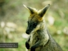 Wallaby, David Fleay Wildlife Park, Coolangatta