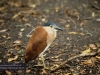 David Fleay Wildlife Park, Coolangatta