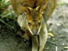Wallaby, David Fleay Wildlife Park, Coolangatta