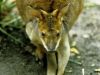 Wallaby, David Fleay Wildlife Park, Coolangatta