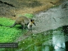 Wallaby, David Fleay Wildlife Park, Coolangatta