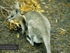 Battered nail-tail wallaby, David Fleay Wildlife Park, Coolangatta