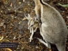 Battered nail-tail wallaby, David Fleay Wildlife Park, Coolangatta