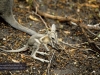 Battered nail-tail wallaby, David Fleay Wildlife Park, Coolangatta