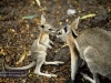 Battered nail-tail wallaby, David Fleay Wildlife Park, Coolangatta