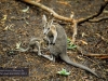 Battered nail-tail wallaby, David Fleay Wildlife Park, Coolangatta