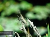 Libelle, Brisbane, Botanischer Garten