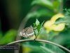 eierlegender Schmetterling, Brisbane, Botanischer Garten