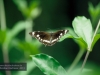 Schmetterling, Brisbane, Botanischer Garten