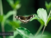 Schmetterling, Brisbane, Botanischer Garten