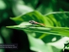 Libelle, Brisbane, Botanischer Garten