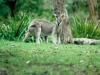 Kangaroo, Brisbane Forest Park