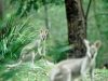 Kangaroos, Brisbane Forest Park