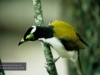 Honey-Eater, Eungella National Park