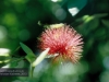 Flecker Botanic Gardens, Cairns