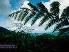 Daintree National Park