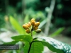 Daintree National Park