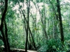 Daintree National Park