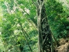 Strangler Fig, Daintree National Park