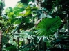 Cape Tribulation Area 