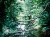 Cape Tribulation Area 