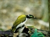 Honey-Eater, Eungella National Park