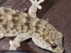 013a_gecko