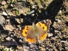 073_garajonaytourschmetterling