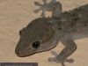 138_gecko2