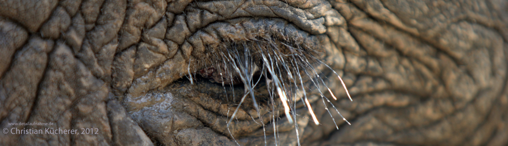AugeElefant